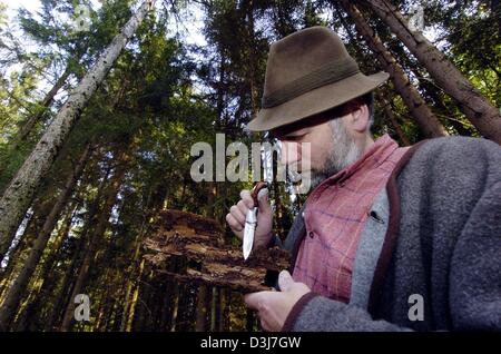 (Dpa) - Forest ranger Matschke Ulrich esamina attentamente la corteccia di un albero per danni da scolitidi vicino alla città di Saldenberg, Germania, 11 maggio 2004. Foto Stock