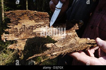 (Dpa) - Forest ranger Ulrich Matschke mostra la corteccia di un albero che presenta danni da scolitidi vicino alla città di Saldenberg, Germania, 11 maggio 2004. Foto Stock