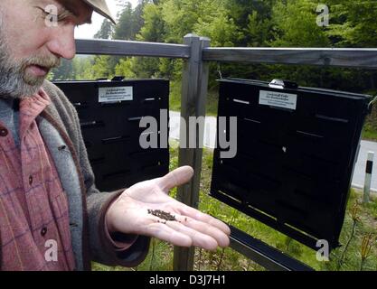 (Dpa) - Forest ranger Ulrich Matschke mostra alcuni scoliti sul palmo della sua mano che sono stati catturati da una trappola vicino alla città di Saldenberg, Germania, 11 maggio 2004. Foto Stock