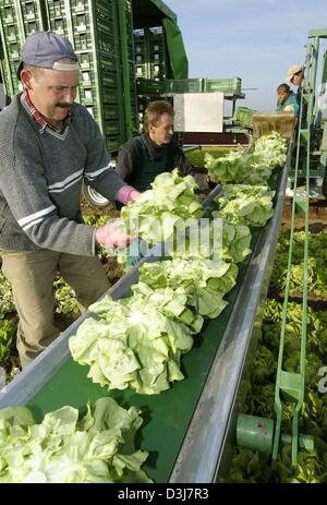 (Dpa) - Europeo Orientale farmhands insalata raccolto su un campo in Mutterstadt, Germania, 27 aprile 2004. Ogni anno molti lavoratori agricoli dell'Europa orientale, soprattutto Polonia, vieni in Germania per lavorare nelle aziende agricole durante la stagione di mietitura. Accanto alle insalate varie altre verdure a molla sono raccolte. Foto Stock