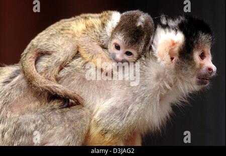 (Dpa) - Un po' di Comune di Scimmia di scoiattolo baby, nato all'inizio di marzo, è pickaback equitazione sulla sua madre allo zoo di Norimberga, Germania, 25 marzo 2004. Foto Stock