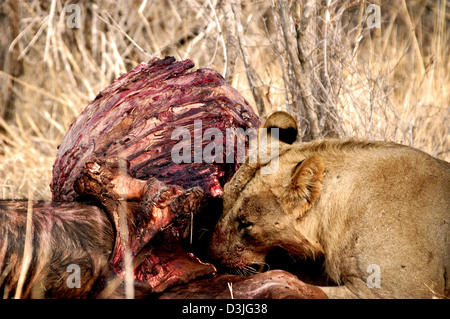 Un giovane leone con kill nel Tsavo West National Park, Kenya, Africa orientale. Foto Stock