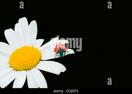 La coccinella si muove su un fiore di camomilla Foto Stock