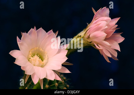 Fiori di colore rosa di un cactus vicino fino Foto Stock