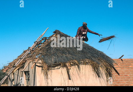 Villager ristrutturando la paglia in una piccola casa. Nr Gweru, Zimbabwe Foto Stock