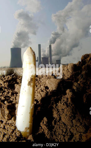(Dpa) - La testa di un asparago bastoni fuori della terra su un campo di fronte alla stazione di alimentazione in Niederaussem, Germania, 31 marzo 2005. La stagione di raccolta inizia prima del solito per gli asparagi agricoltore Peters e la sua famiglia. Essi sono fascilitating la lunga distanza il calore dalla vicina stazione di alimentazione per riscaldare i loro campi di asparagi dirigendo la riscalda l'acqua di raffreddamento Foto Stock