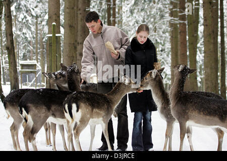 (Dpa) - una coppia alimenta daini con grano al Wildlife Park Poing vicino a Monaco di Baviera, Germania, 26 gennaio 2005. Alimentazione di animali è necessario mentre si è nevoso e gelido. La massa di alimentazione deve essere protetta dal vento e dalla neve. Secondo le previsioni sarà anche rimanere wintery durante i prossimi giorni. Foto Stock