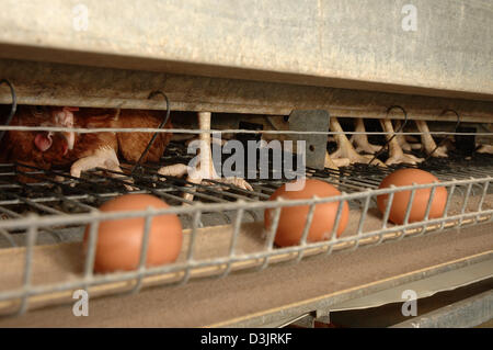 (Dpa) - galline ovaiole in batteria di posa in Germania il 22 dicembre 2004. Le uova cadono sul nastro trasportatore. Il filo sottile nella parte anteriore della gabbia porta parecchie migliaia di volt Foto Stock