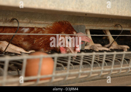 (Dpa) - galline ovaiole in batteria di posa in Germania il 22 dicembre 2004. Le uova cadono sul nastro trasportatore. Il filo sottile nella parte anteriore della gabbia porta parecchie migliaia di volt Foto Stock