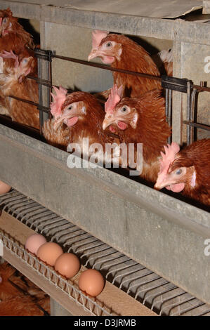 (Dpa) - galline ovaiole in batteria di posa in Germania il 22 dicembre 2004. Le uova cadono sul nastro trasportatore. Foto Stock