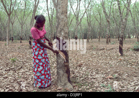 Donna che tocca lattice da un albero di gomma su una piantagione piccola. Sri Lanka Foto Stock