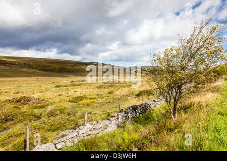 Dartmoor a Longaford, inferiore e superiore White tori, un singolo lone ventoso Albero di biancospino vicino Postbridge, Devon Foto Stock