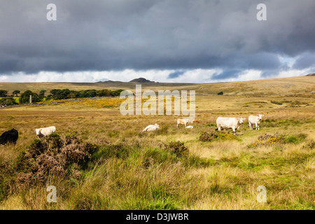 Vista su Dartmoor a Longaford, inferiore e superiore White tori, vicino Postbridge, Devon Foto Stock