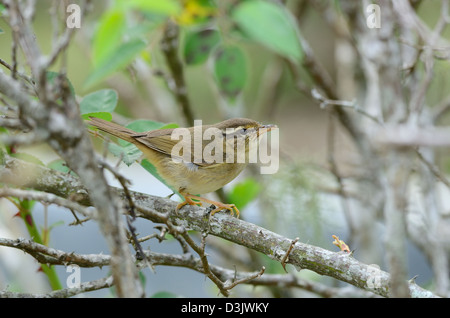 Bella radde il trillo(Phylloscopus schawarzi) nella foresta thailandese Foto Stock