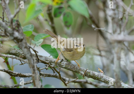 Bella radde il trillo(Phylloscopus schawarzi) nella foresta thailandese Foto Stock