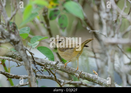 Bella radde il trillo(Phylloscopus schawarzi) nella foresta thailandese Foto Stock