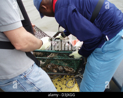 NOAA Mussel Watch esegue test di ostriche per valutare la contaminazione causata dalla fuoriuscita di olio BP Deepwater Horizon. Il programma monitora l'inquinamento marino e valuta l'impatto sulle popolazioni di ostriche locali nelle zone colpite. Foto Stock