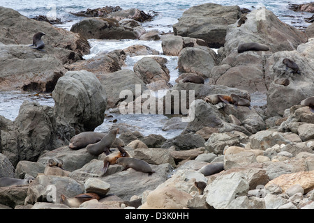 Le foche sulle scogliere vicino a Kaikoura, Nuova Zelanda Foto Stock