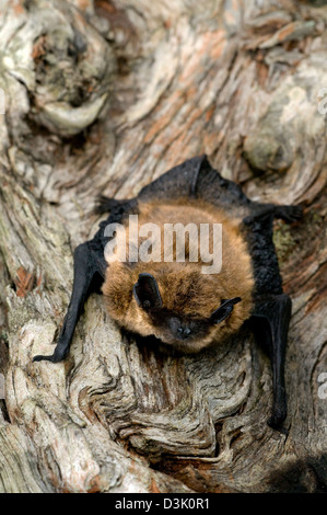 Pipistrelle comune bat,pipistrellus pipistrellus,Cairngorms National Park,highlands,Scozia Scotland Foto Stock