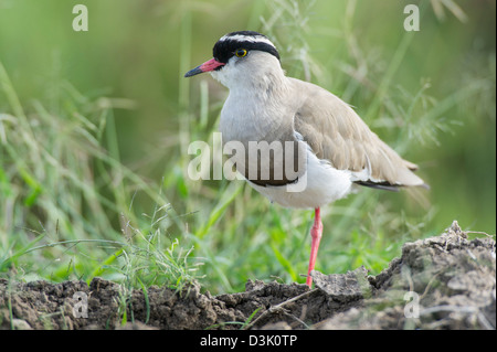 Incoronato pavoncella, Vanellus coronatus, Ol Pejeta Wildlife Conservancy, Laikipia, Kenya Foto Stock