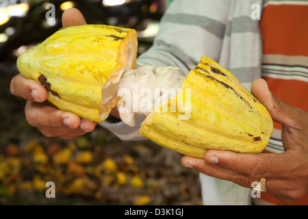 America, il mar dei Caraibi, isola Hispaniola, Repubblica dominicana, area di Higuey, agriturismo, pianta di cacao Foto Stock