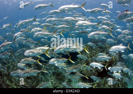 La scolarizzazione Jack Crevalle sulla barriera corallina caraibica. Foto Stock