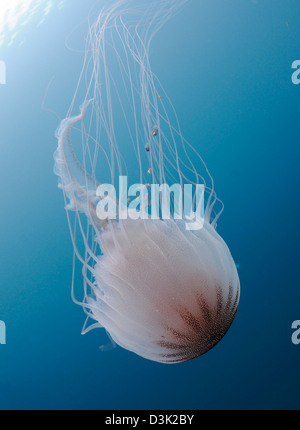 Mare meduse di ortica nell Oceano Atlantico. Foto Stock