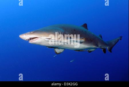 Sabbia Tiger Shark con remoras a metà acqua dalla Costa della Carolina del Nord. Foto Stock