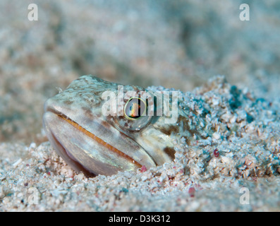 Sabbia Diver nascondere sotto la sabbia sulla barriera corallina caraibica. Foto Stock