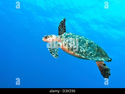 Tartaruga embricata nuoto in pelagica nel Mar dei Caraibi, Messico. Foto Stock