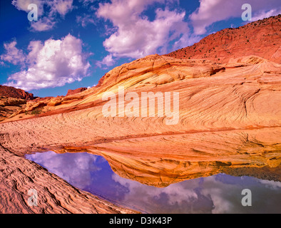 Acqua di pioggia pond. Vermillion Cliffs Wilderness, Utah e Arizona Foto Stock