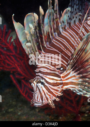 Leone indonesiano, una specie invasive nell'Oceano Atlantico e Caraibi, su un sito di naufragio al largo della costa della Carolina del Nord. Foto Stock