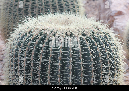 Wisley, Surrey, Inghilterra. Golden Barrel cactus ad RHS Wisley Gardens Foto Stock