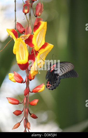 Wisley, Surrey, Inghilterra. Scarlet a coda di rondine su Orologio indiano Vine at Wisley Gardens. Foto Stock