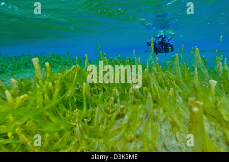 Dry Suit diver con drammatica verde fluorescente alghe strand sui peduncoli nel gin acqua chiara, Snegja, Islanda. Foto Stock