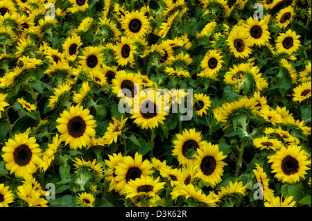 Campo di girasoli. Foto Stock