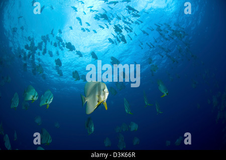 Grande scuola di batfish, Isola Christmas, Australia. Foto Stock