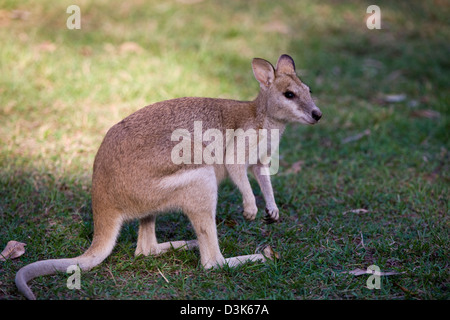 Wallaby abbondano nella (Nitmiluk Katherine Gorge) Parco Nazionale, vicino a Katherine, il Territorio del Nord, l'Australia. Foto Stock