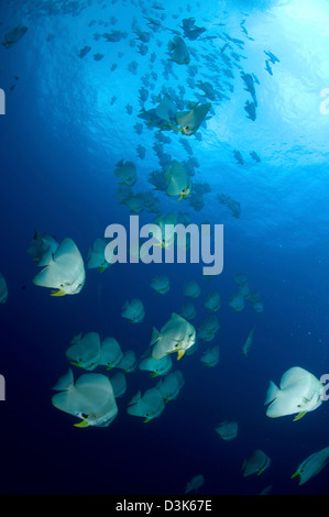 Grande scuola di batfish, Isola Christmas, Australia. Foto Stock