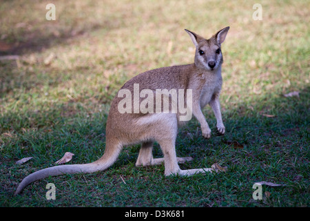 Wallaby abbondano nella (Nitmiluk Katherine Gorge) Parco Nazionale, vicino a Katherine, il Territorio del Nord, l'Australia. Foto Stock