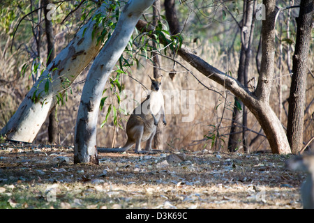 Wallaby abbondano nella (Nitmiluk Katherine Gorge) Parco Nazionale, vicino a Katherine, il Territorio del Nord, l'Australia. Foto Stock