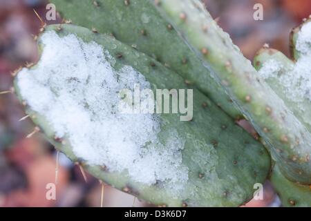 Febbraio 20, 2013 - Tucson, Arizona, Stati Uniti - Un pricly pear cactus in Tucson, Ariz. visualizza i resti di una breve nevicata nel deserto bassa. Tempesta di neve gli avvisi sono stati rilasciati e le elevazioni oltre 3.500 piedi potrebbe vedere diversi centimetri di accumulo. (Credito Immagine: © sarà Seberger/ZUMAPRESS.com) Foto Stock