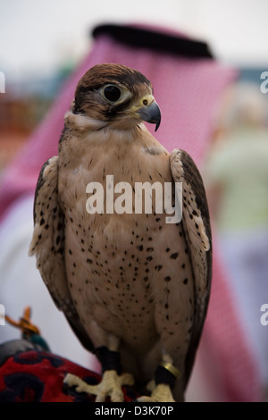 MS Deutschland i passeggeri in arrivo in Manama Bahrain, vengono accolti da un locale Falconer che ha introdotto il suo uccello, Manama, Bahrain Foto Stock