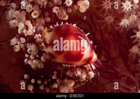 Tiny cowrie shell su dendronephtya soft coral, Lembeh strait Bitung, Nord Sulawesi, Indonesia. Foto Stock