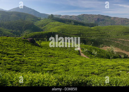 I campi di copertura di tè colline in una piantagione di tè al di fuori di Munnar Kerala, India Foto Stock