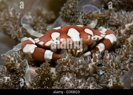 Il bianco e il rosso del granchio, Komodo, Indonesia. Foto Stock