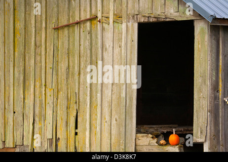 E zucca zucca piccola alla porta di un vecchio fienile lungo la strada Rawlins sull isola di abeti vicino a forcella del nord del fiume Skagit. Foto Stock