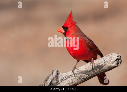 Splendido colore rosso brillante Nord maschio Cardinale seduto su un arto a secco Foto Stock