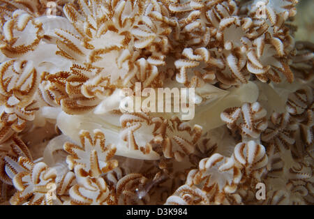 Porcellana Bianca del granchio in beige soft coral, Lembeh strait, Nord Sulawesi, Indonesia. Foto Stock