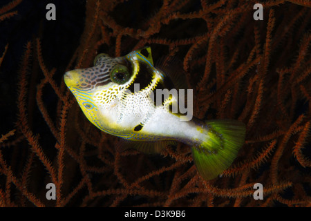 Mimic filefish (Paraluteres prionurus) imita nero-sellati toby con un rosso corallo nero dietro bush, Nord Sulawesi, Indonesia. Foto Stock